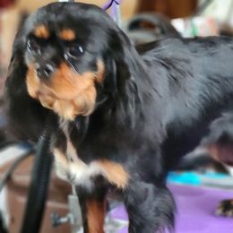 Freya - Cavalier King Charles Spaniel