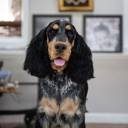 Sookie - English Springer Spaniel