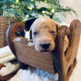 Goldendoodle Puppies from Goldendoodle Baby