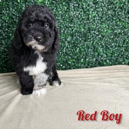 Red boy - Merle male Bernedoodle puppy in Modesto, California from Two Doods Doodles