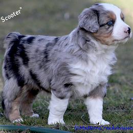 Miniature Australian Shepherd Puppies from Mutton Creek Aussies