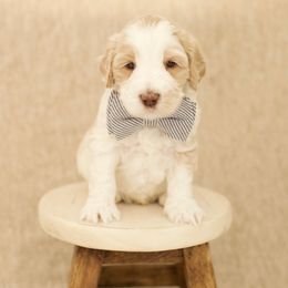 Australian Labradoodle Puppies from Mountain Sky Doodles