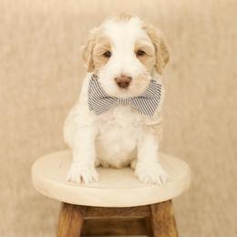 Australian Labradoodle Puppies from Mountain Sky Doodles