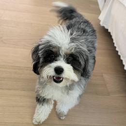 Aussiedoodle and Bernedoodle Puppies from Little Golden Farm