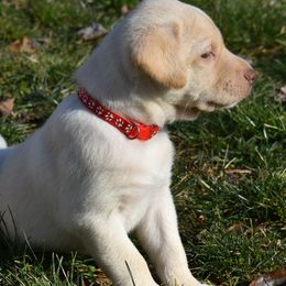 Labrador Retrievers from Leanna's Labradors
