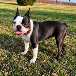 Dixie - Boston Terrier