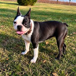 Dixie - Boston Terrier
