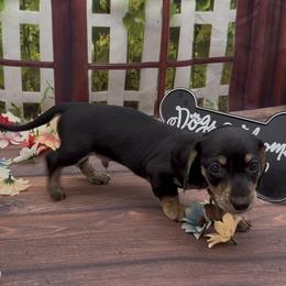 Black and Cream Smooth (brindle points) - Black and cream male Dachshund puppy in Killeen, Texas from Southern Dachshunds