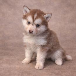 Abigail - Red and white female Pomsky puppy in Amarillo, Texas from Pom Pom Pomskies