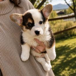 Pembroke Welsh Corgi Puppies from Maria's Pembroke Welsh Corgis