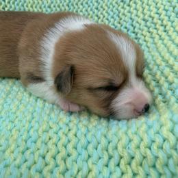 Pembroke Welsh Corgi Puppies from Cahas Corgis