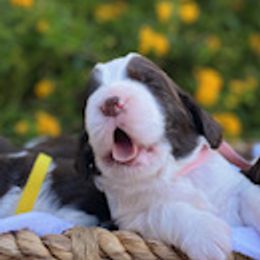 English Springer Spaniels from Saintly Springer Spaniels