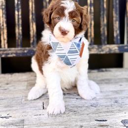 Boy 3 - Brown and white male Bernedoodle puppy in Salt Lake County, Utah from Coco Avenue Pups