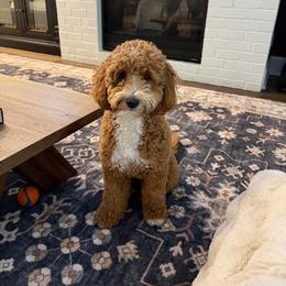 Dolly - Goldendoodle