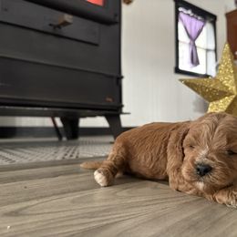 Lily - Red female Cavapoo puppy in Osseo, Michigan from Smiths Fluffy butts