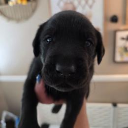 Orko - Black male Labrador Retriever puppy in Bartlett, Tennessee from Red Hearts Labradors