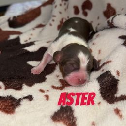 Aster - Liver white and tan male English Springer Spaniel puppy in Williston, Florida from Parks Paradise Springers