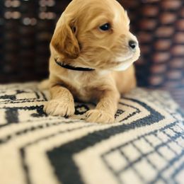 Kringle - Buff male Cockapoo puppy in Alexandria, Alabama from Bright and Beautiful Cockapoos and Doodles
