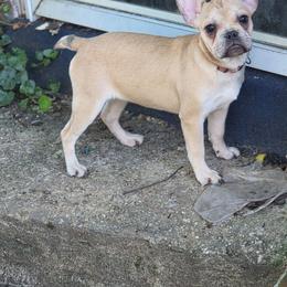 Genia - Fawn and white female French Bulldog puppy in Capitol Heights, Maryland from Heritage Bully Co.