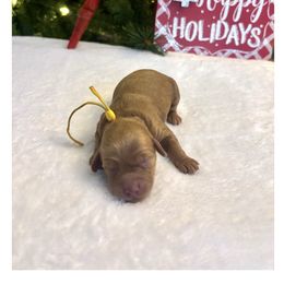 Yellow girl - Red  female Goldendoodle puppy in Lewisville, Texas from Zink Doodles