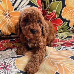 Walter - Red  male Goldendoodle puppy in Fordland, Missouri from K&K's Puppy Kingdom