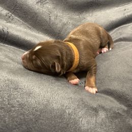 Rambo - Red tri male Miniature Australian Shepherd puppy in Artesia, New Mexico from Rocking Aussies