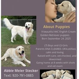 Golden Retriever Puppies from Abbie Stecker