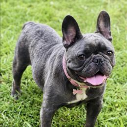 Georgia - French Bulldog