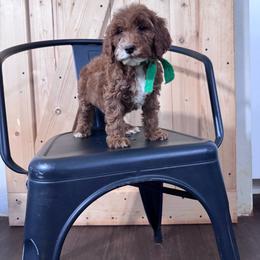 Green Boy- mini Goldendoodle - Red  male Goldendoodle puppy in Piedmont, South Carolina from The Farm at Saluda Ridge