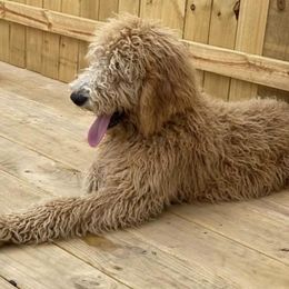 Everleigh  - Goldendoodle