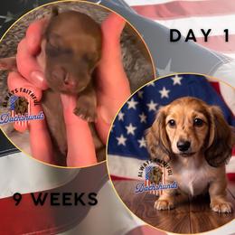 Dachshund Puppies from Always Faithful Dachshunds