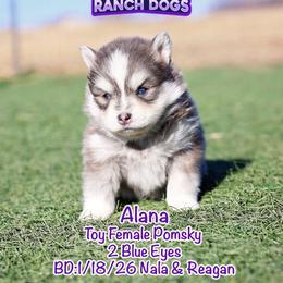Alana - Blue female Pomsky puppy in Humeston, Iowa from M.A.R. Dogs