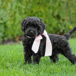 Australian Labradoodle Puppies from Hunterberry Hill Labradoodles