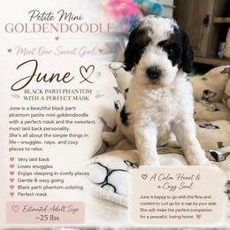 June - Parti female Goldendoodle puppy in Ottawa, Ohio from Simply Beautiful Goldendoodles
