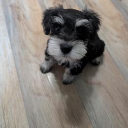 Miniature Schnauzer Puppies from Texas Dreams Mini Schnauzers