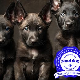 Belgian Sheepdogs, Belgian Tervuren, and Dutch Shepherds from Century Hills Farm
