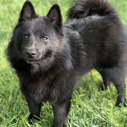 Schipperkes from Shadow Mtn