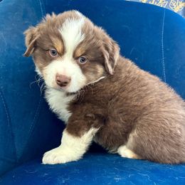 Boy 2 - Miniature American Shepherd puppy from Morning Glory Minis