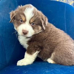 Boy 2 - Miniature American Shepherd puppy from Morning Glory Minis