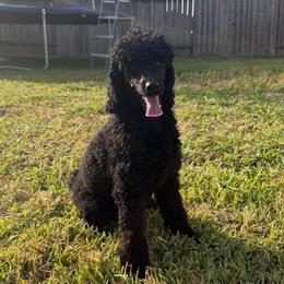 Prince - Poodle