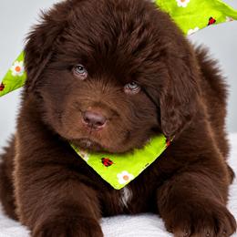 Pebbles Bright Green collar - Brown female Newfoundland puppy in Kimball Twp, Michigan from Pine River Newfoundlands