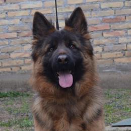 Nera - German Shepherd