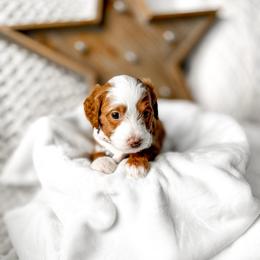 Simba - Red  male Goldendoodle puppy in Springville, Utah from Happy Doodle
