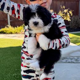 Karen - Black and white female Bernedoodle puppy in Yuba City, California from Ranch House Doodles