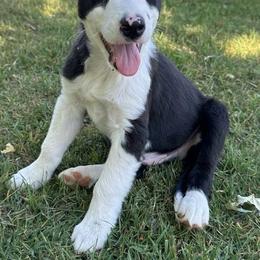 444 - Black and white male Border Collie puppy in Temecula, California from West Coast Border Collies