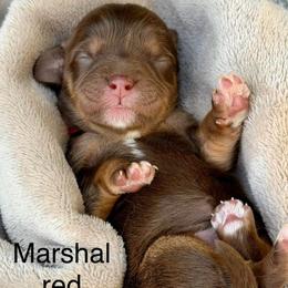 Marshall red collar - Chocolate male Cavapoo puppy in Colorado Springs, Colorado from Shining Star Doodles