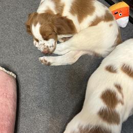 Brittany Puppies from Christmas Acres Brittanys