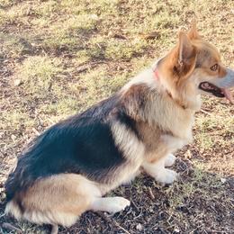 Pembroke Welsh Corgi Puppies from Boehm’s Pembroke corgis
