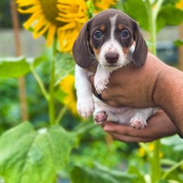 Beetle - Piebald male Dachshund puppy in Lebanon, Tennessee from Thomas Homestead and Rabbitry
