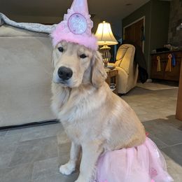 Golden Retriever All Grown Up from Beachwood Golden Retrievers